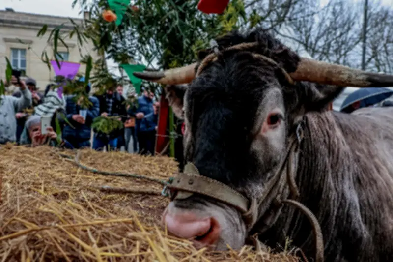 La Fête des Bœufs Gras de Bazas 2026 maintenue malgré l'épidémie bovine