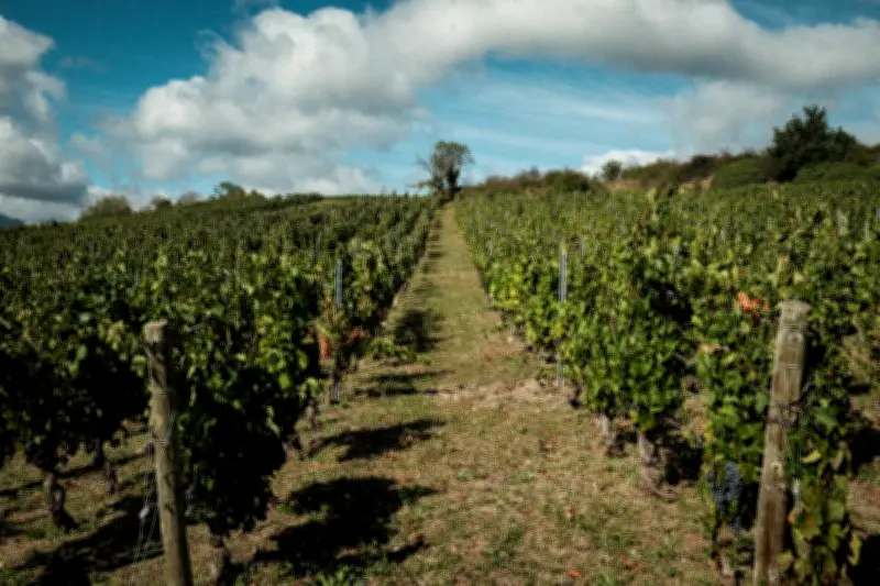 L'UE vote des mesures pour sauver la filière viticole face à la crise structurelle