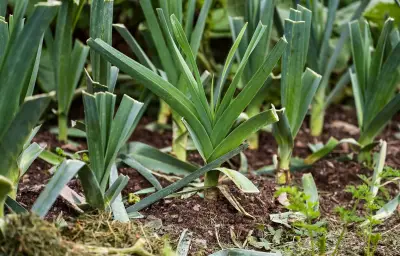 Crise du poireau : les grandes surfaces appellent à la consommation pour sauver les producteurs