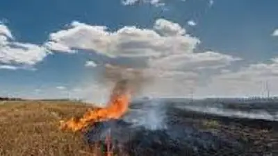Débroussailler : une obligation légale cruciale pour la protection des habitations et de l'environnement