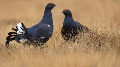 Deux skieurs verbalisés 135 euros pour avoir perturbé des tétras-lyres protégés
