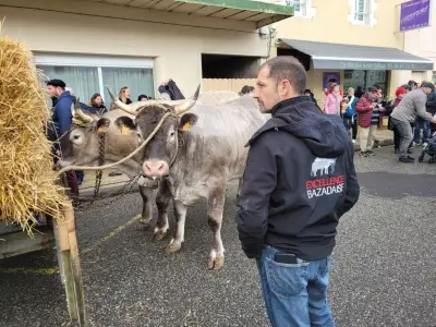 Grignols célèbre la race bazadaise malgré la menace de dermatose