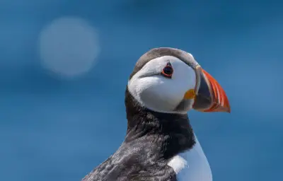 Hécatombe d'oiseaux marins sur les côtes françaises : plus de 300 cadavres retrouvés