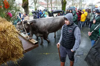 La 743e Fête des bœufs gras de Bazas résiste aux intempéries malgré une fréquentation modeste