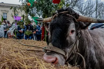 La Fête des Bœufs Gras de Bazas 2026 maintenue malgré l'épidémie bovine