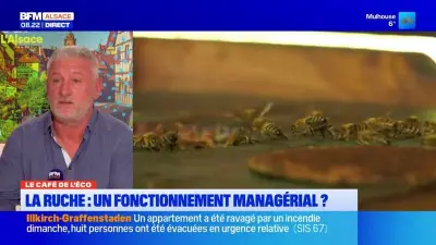 Le Café de l'Éco : une ruche comme modèle de management innovant en Alsace