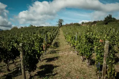 L'UE vote des mesures pour sauver la filière viticole face à la crise structurelle