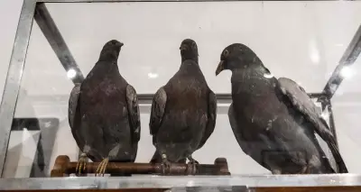 Montpon-Ménestérol face à l'invasion des pigeons : une opération de régulation lancée
