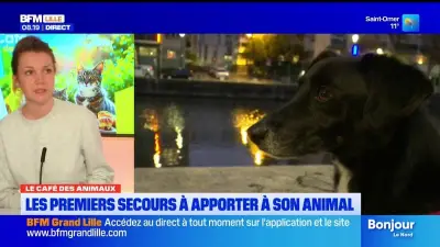 Premiers secours pour animaux : les gestes essentiels à connaître pour sauver son compagnon