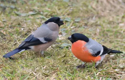 Saint-Valentin alternative : comment célébrer l'amour sans le 14 février ?