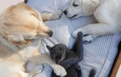 Saint-Valentin : les fleurs toxiques pour vos animaux de compagnie