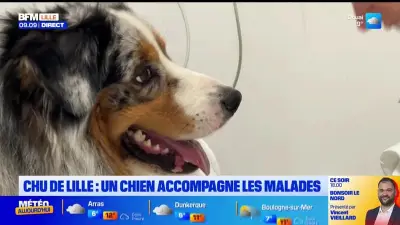 Un berger australien de 18 mois sauvé par les urgences vétérinaires de Lille
