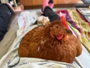 Adoption de poules pondeuses à Aire-sur-l'Adour : une solution pour sauver les animaux