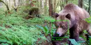 BearID : un logiciel de reconnaissance faciale pour identifier les grizzlis après une attaque