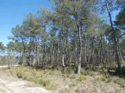 Belin-Béliet : Débat municipal sur la gestion des pare-feux après les incendies de 2022