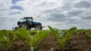 Betteraves sans pesticides : des agriculteurs bio prouvent que c'est possible malgré la loi Duplomb
