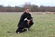 Coline Uscain, éleveuse de moutons, révolutionne le vignoble de Jarnac avec l'écopâturage