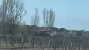 Feu de champ à Pignan : les pompiers interviennent sur une parcelle déjà incendiée