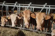 Fin des restrictions bovines en France : levée de la dernière zone de surveillance