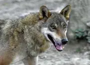 France : Le quota d'abattage de loups relevé à 21% avec des règles de défense assouplies