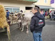 Grignols célèbre la race bazadaise malgré la menace de dermatose