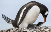 Grippe aviaire en Antarctique : deux ans de présence menacent la faune sauvage d'extinction