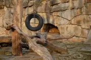 Ja Tyler dénonce les conditions animales dans un zoo américain