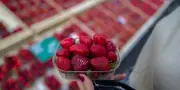 La fraise française, un modèle de souveraineté alimentaire à suivre ?