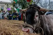 La Fête des Bœufs Gras de Bazas 2026 maintenue malgré l'épidémie bovine