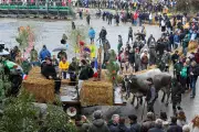 La Fête des bœufs gras de Bazas 2026 : une édition maintenue malgré la tempête pour sauver l'économie locale