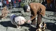 La Fête du Cochon de Saint-Pons-de-Thomières : une tradition gourmande animée par les Tamarous