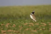 La LPO et un chercheur du CNRS alertent sur l'effondrement catastrophique des oiseaux agricoles