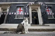 Larry, le chat de Downing Street, fête ses 15 ans au pouvoir