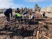 L'écoquartier de Bongraine s'embellit avec 1 300 arbres plantés sur le chemin du Rail