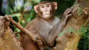 Le CNRS face à une fronde éthique pour son centre d'élevage de macaques à 30 millions d'euros