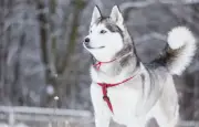 Le husky de Sibérie : un héritage millénaire des éleveurs tchouktches