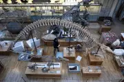 Le Muséum d'histoire naturelle ferme sa galerie pour 18 mois de travaux et déménagement délicat