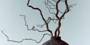 Le Noisetier Tortueux : Un Arbre Spectaculaire au Graphisme Imprévisible