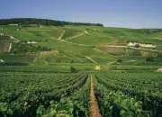 Le retour des vins tranquilles en Champagne : une renaissance historique et climatique