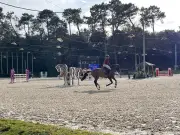 Le Royan Horse Club lance trois semaines de compétitions équestres prestigieuses