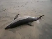 Le tribunal administratif de Poitiers rejette la requête du Comité des pêches sur les autopsies de dauphins