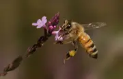 Les abeilles savent compter jusqu'à quatre et comprendre le concept de zéro