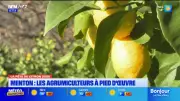 Les agrumiculteurs de Menton préparent la Fête du Citron avec détermination