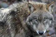 Les départements alpins exigent un quota d'abattage de loups porté à 30%