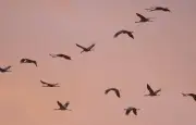 Les grues cendrées migrent-elles vraiment l'arrivée du printemps ?