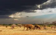 Les éléphants détectent les orages grâce à leurs pattes et leur oreille interne