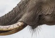 Les éléphants révèlent une dextérité remarquable grâce à leurs moustaches sensorielles