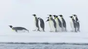 Les manchots empereurs menacés par la fonte de la banquise pendant leur mue critique