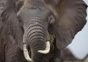 Les moustaches d'éléphant révèlent le secret de leur trompe extraordinaire