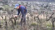 Marin Paquereau, vigneron passionné, taille le pinot sur les hauts d'Ispagnac en Lozère